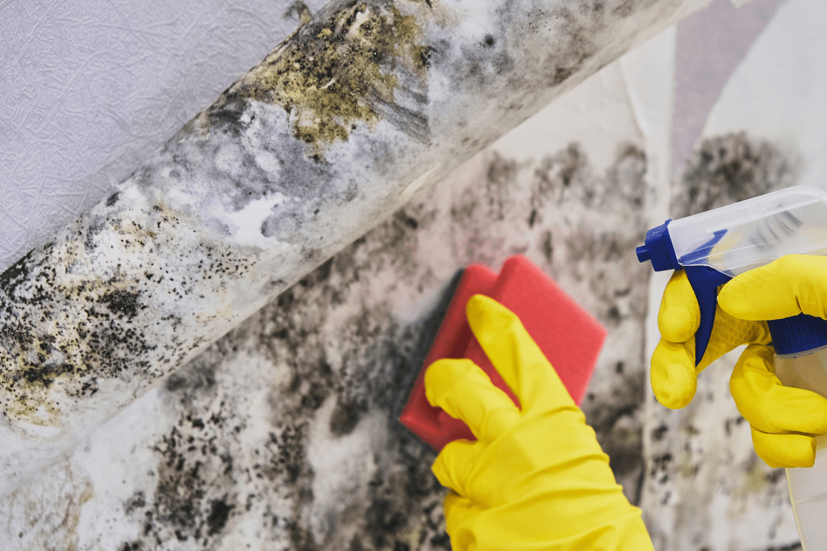 When Do I Need to Paint My Exterior? Part 6: Mildew and Mold